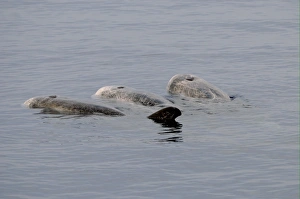 Laccadive Sea Prints: Rissos Dolphin (Grampus griseus) three adults