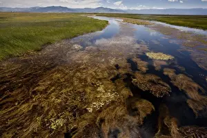 Californian Prints: River full of aquatic plants, with Sierra Nevada mountain range in distance