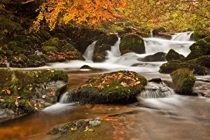 Cascade Prints: River cascades with fallen autumn leaves on moss covered rocks