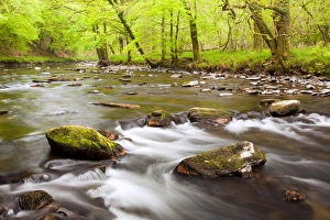 Boulders Prints: River flowing through ancient beech wood habitat at dawn