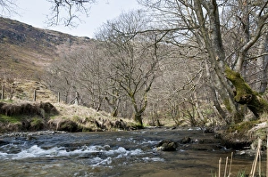 Gilfach Farm Prints: River flowing through nature reserve