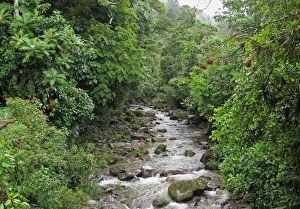 Rainforest Prints: River flowing through tropical forest, Canopy Lodge, El Valle, Panama, October