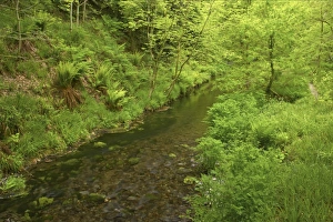 Dartmoor Prints: River flowing through woodland habitat