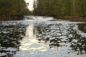 Flood Prints: River mouth in flood and temperate coastal rainforest