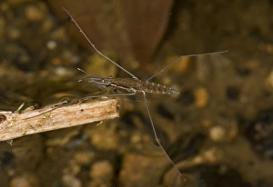 Dartmoor Prints: River Skater (Aquarias najas) adult