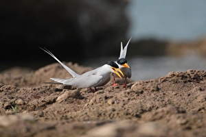 Terns Prints: River Tern (Sterna aurantia) adult pair