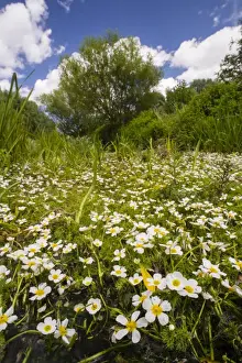 Kent Prints: River Water-crowfoot (Ranunculus fluitans) flowering mass