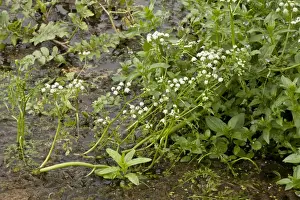 Apiaceae Prints: River Water Dropwort (Oenanthe fluviatilis) flowering