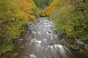 River in woodland habitat, River Ystwyth, The Hafod, near Pontrhydygroes, Ceredigion, Wales, october