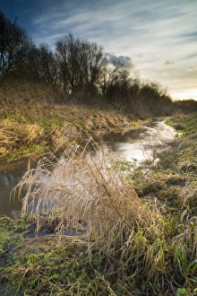Riverbank habitat on river tributary, Little Stour, Canterbury, Kent, England, January