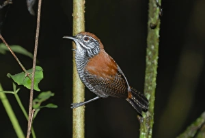 Costa Rican Prints: Riverside Wren (Cantorchilus semibadius) adult
