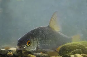 Cyprinid Prints: Roach (Rutilus rutilus) adult, resting on gravel in tank, England, May