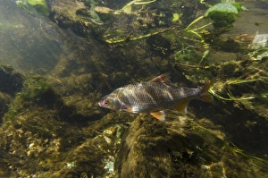Cyprinid Prints: Roach (Rutilus rutilus) adult, swimming in river