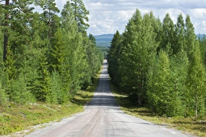 Coniferous Prints: Road through mixed birch and conifer forest, Halsingland, Norrland, Sweden, august