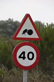 Donana Prints: Road sign of dung beetle with dung ball in the Coto Donana national park Andalusia Spain