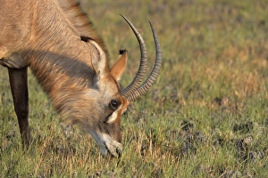 Plains Prints: Roan Antelope (Hippotragus equinus) adult