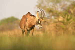 Roan Antelope (Hippotragus equinus) adult, shaking head, with Yellow-billed Oxpeckers (Buphagus africanus) on back
