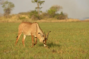 Roan Antelope (Hippotragus equinus) adult, feeding on grassy plain, Kafue N. P. Zambia, September