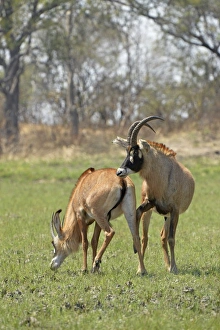 Interacting Prints: Roan Antelope (Hippotragus equinus) adult pair