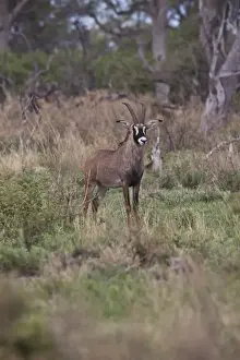 Roan Antelope (Hippotragus equinus) is a savanna antelope found in West, Central, East Africa and Southern Africa
