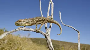 South Africa Prints: Robertson Dwarf Chameleon (Bradypodion gutturale) adult