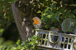 Plastic Prints: Robin on discarded rubbish, plastic and bottles