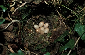 Robins Prints: Robin (Erithacus rubecula) Nest and eggs