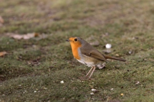 Lawn Prints: Robin on garden lawn