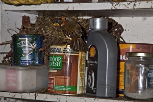 Robin nesting in garden shed on shelf