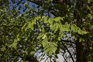 Locust Prints: Robinia pseudoacacia, commonly known as the Black Locust or False Acacia