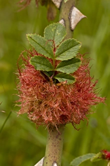 Growth Prints: Robins Pincushion (Diplolepis rosae) gall, on rose stem, Dorset, England, July