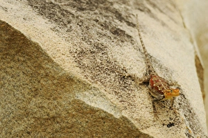 Agamid Prints: Rock Agama (Agama agama) adult female, standing on rock, Ruaha N. P. Tanzania