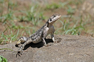 Rock Agama (Agama agama) adult female, standing on rock, with foot raised to keep cool, Masai Mara, Kenya