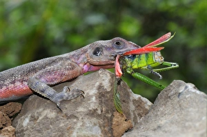 Mara Prints: Rock Agama (Agama agama) adult male, feeding on grasshopper, Masai Mara, Kenya