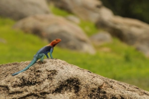 Rock Agama (Agama agama) adult male, standing on rock, Ruaha N. P. Tanzania