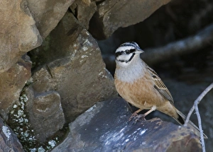 Caucasus Prints: Rock Bunting (Emberiza cia) adult male