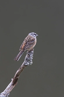 Bunting Prints: Rock Bunting male at Monfrague, Extremadura Spain