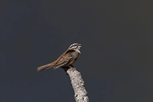 Singing Prints: Rock Bunting, Singing Taken at Monfrague Park Spain