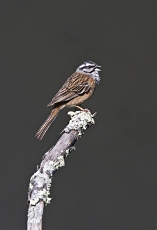 Rock Bunting, Singing Taken at Monfrague Park Spain