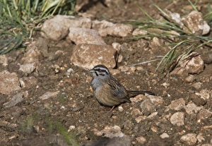 Bunting Prints: Rock Bunting, Taken at Monfrague Park Spain