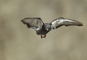 Dove Prints: Rock Dove (Columba livia) adult