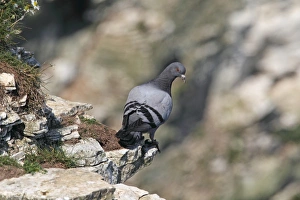 Rock Dove (Columba livia) adult, perched on cliff ledge, Bempton Cliffs RSPB Reserve, East Yorkshire, England, july