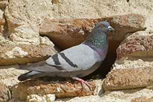 Rock Dove (Columba livia) adult, standing at nestsite entrance in building, Northern Spain, july