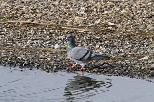Pigeon Prints: Rock Dove on pebble beach