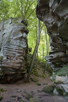 Germany Prints: Rock formations in deciduous forest habitat
