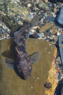 Shallows Prints: Rock Goby (Gobius paganellus) adult, in rockpool, Falmouth, Cornwall, England, February