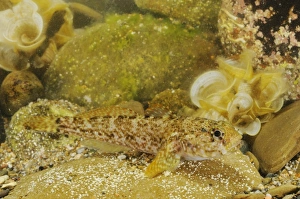 Gobies Prints: Rock Goby (Gobius paganellus) adult, resting on rock, Italy, august