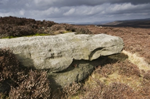 Moor Land Prints: Rock in heather moorland habitat, Stanage Edge, Peak District, Derbyshire, England, march