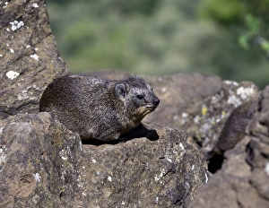 Hyrax Prints: Rock Hyrax (Heterohyrax brucei)