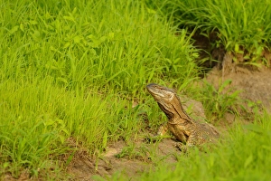 Tanzania Prints: Rock Monitor (Varanus albigularis) adult, amongst grass, Ruaha N. P. Tanzania